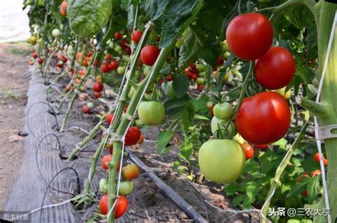 番茄 種植 季節